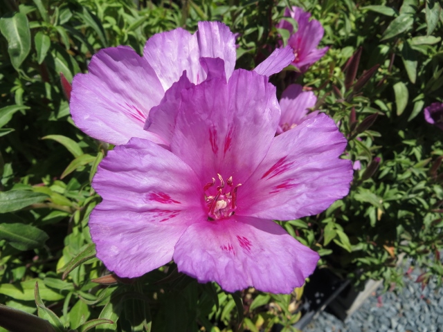 Clarkia amoena